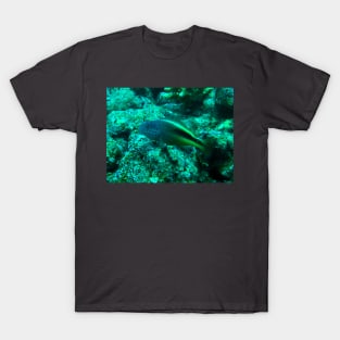 Freckled hawkfish T-Shirt